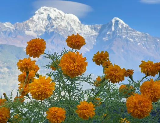 Orange flowers with mountains in the distance