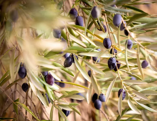 Olives hanging on plants