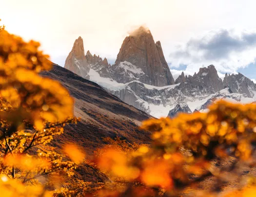 Trees with orange leaves on a hill, with snow-capped mountains in the distance