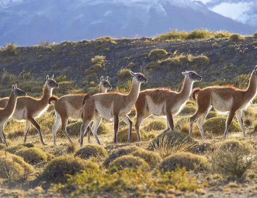 Herd of alpacas walking through a valley