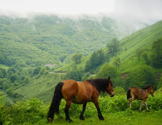 Two horses walking on a grassy hill