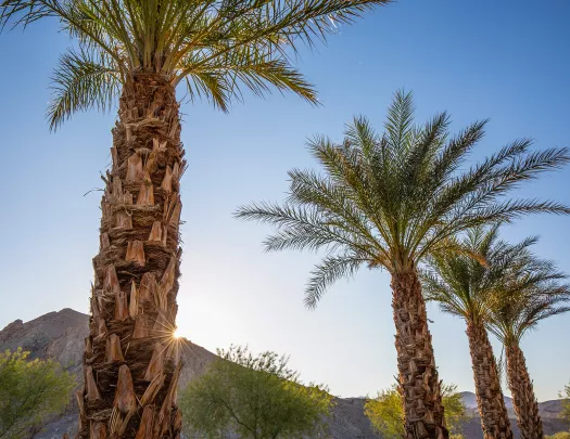 Tall palm trees with the sunset in the background