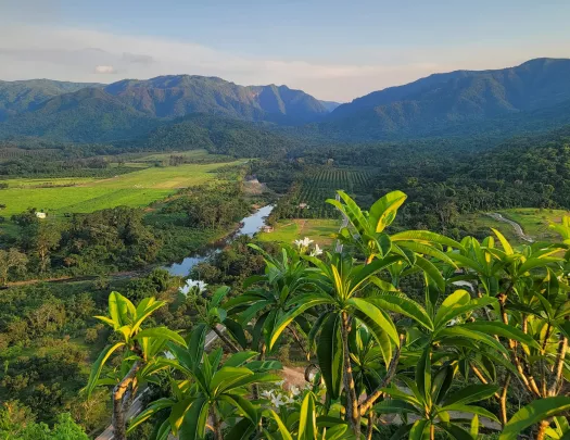 Sky view of crop fields with large plants