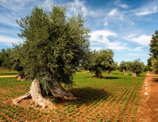Large field of crops and trees