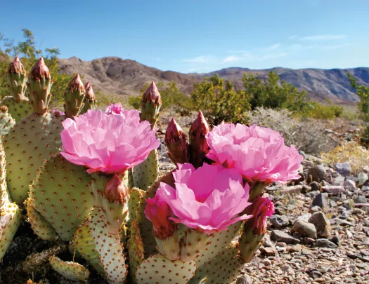 Cactus with pink flowers blooming