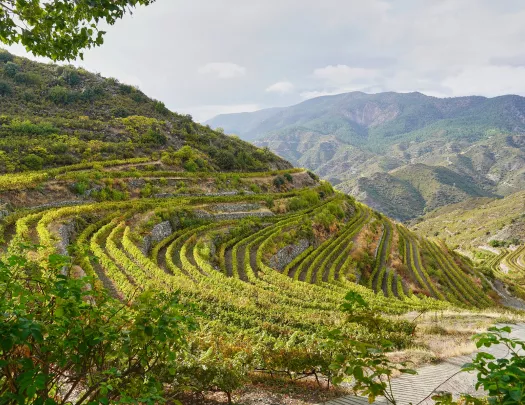 Views of large mountains with rows of crops and more mountains in the distance