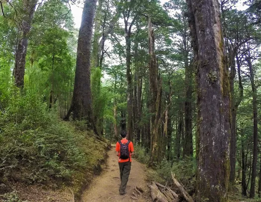 Man wearing an orange shirt, hiking on a trail in the middle of a forest