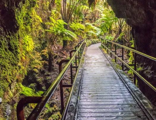 Forest with a wooden bridge going through a cave towards tall trees