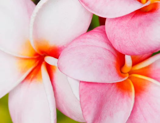 Close-up view of pink flowers