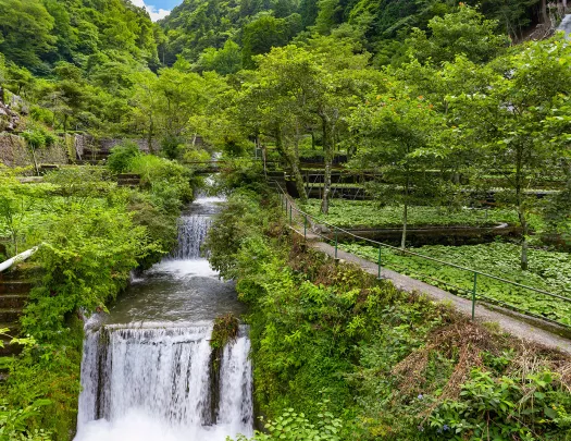 Garden with an active waterfall in the center and tall trees in the background