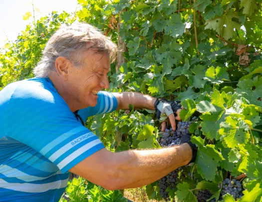 Man smiling while picking purple wine grapes from a vine