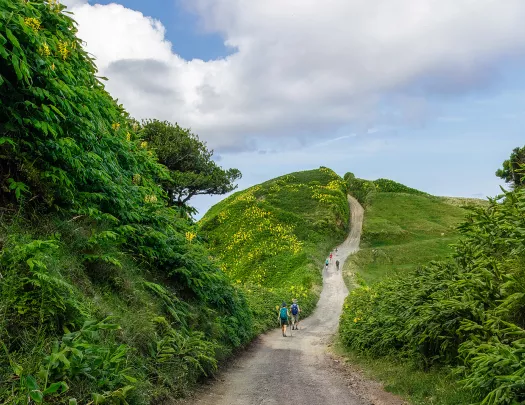 Winding road down a tree lined path