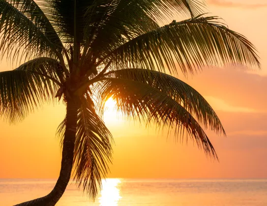 Palm tree with the sunset in the background