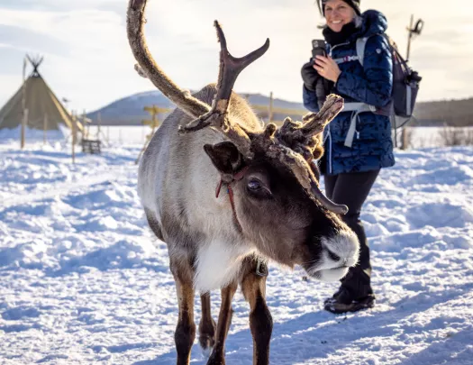 Elk with large antlers walking through a field of snow