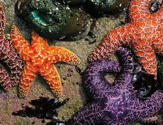 Purple and orange starfish on the ocean floor