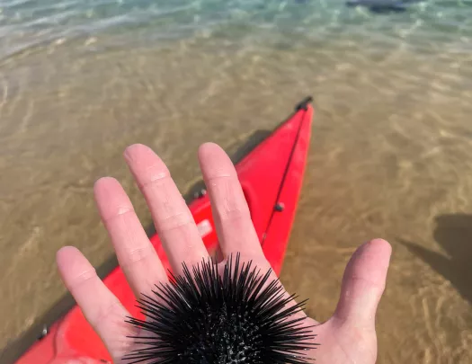Hand holding a sea urchin by the ocean