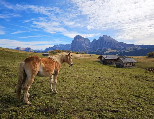 Horse standing in an open grass valley