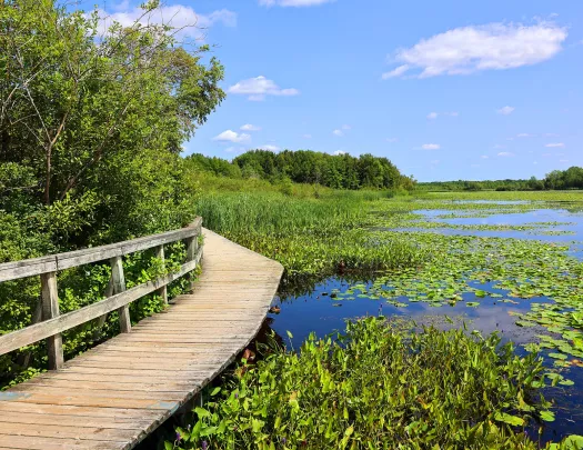 Small wooden bridge with a marsh to the right