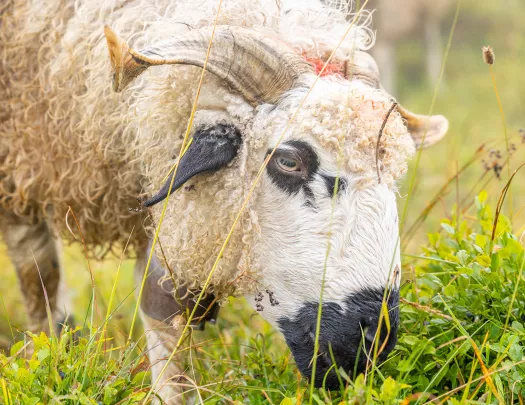 Sheep eating in a field of grass
