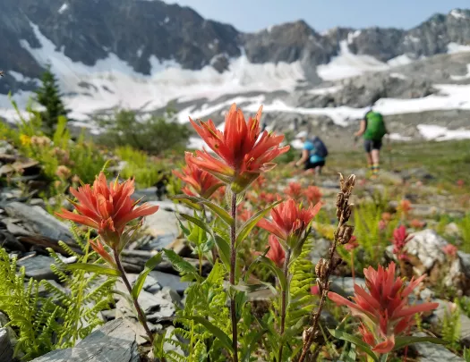 pink flowers blooming on a hike