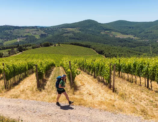 a backroads guest walks through a vineyard
