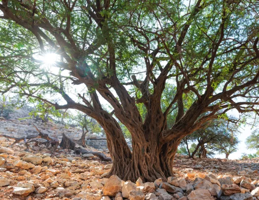 Tall tree in a field covered with white rocks