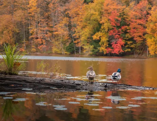 Two ducks standing on a dirt patch in front of a lake