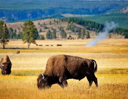 Two buffalo roaming on an open field
