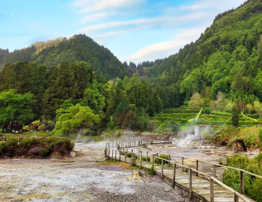 Long wooden bridge leading to a forest full of tall trees