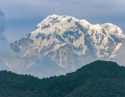 Large forest with tall, snow mountains in the background