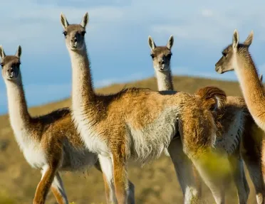 Close up shot of four llamas.