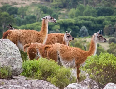 Close-up shot of guanacos, or red llamas.