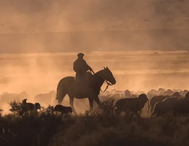 Shot of shepherd on horse, herd of sheep under them.