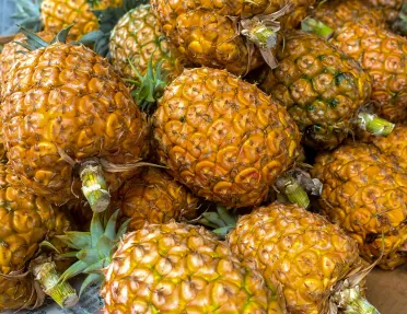 Pineapples grown on a plantation on the island Sao miguel, Azores