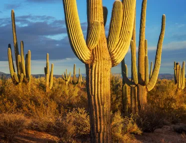 Cacti in desert