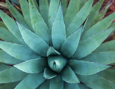 Blue-green agave cactus in Sedona, Arizona