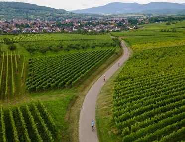 Backroads Guests Biking Through Vineyard in Alsace