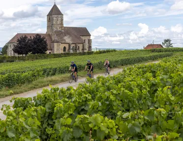 Backroads Guests Biking Through Vineyard in Alsace