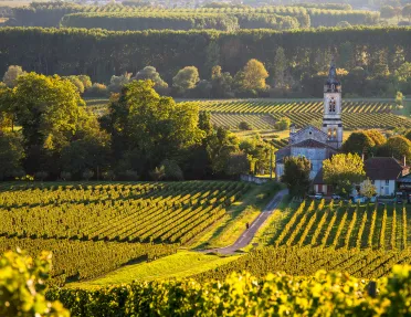 Landscape-Vineyard in South West of France-Sauternes-Loupiac