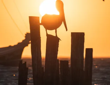 Pelican Silhouette Sunset
