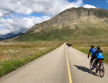 Backroads guests riding approaching a moose in distance