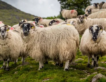 Sheep Ireland