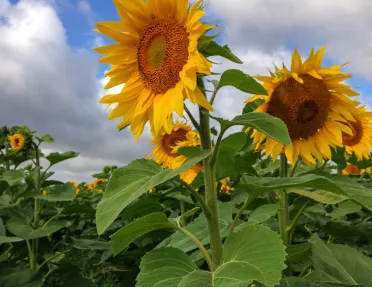 Sunflowers