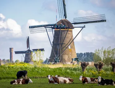 Wide shot of grassy field, windmills, cows, sky, etc.