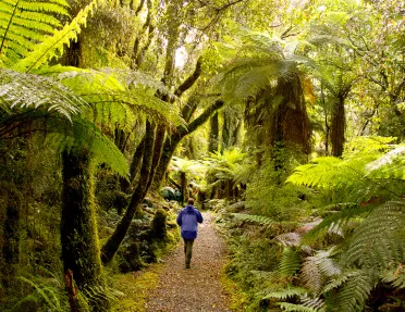 Guest walking down lush forest pathway.