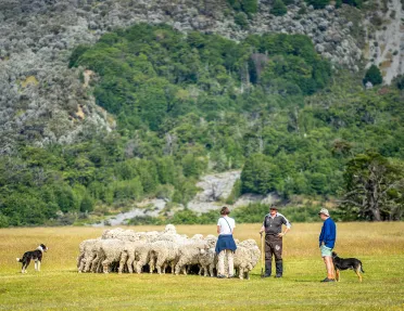 Asia & Pacific Sheep