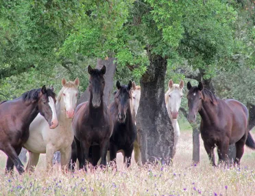 Pack of multi-colored horses in meadow under tree.