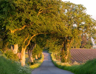 Winding Road Under Trees Scotland