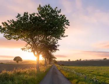 Shot of country road, large tree obscuring sunset.