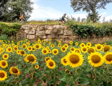 Biker riding past a field of sunflowers